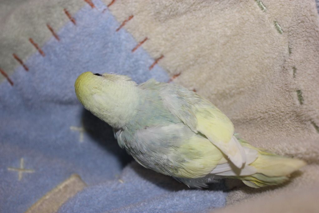 newestbabybudgies003.jpg