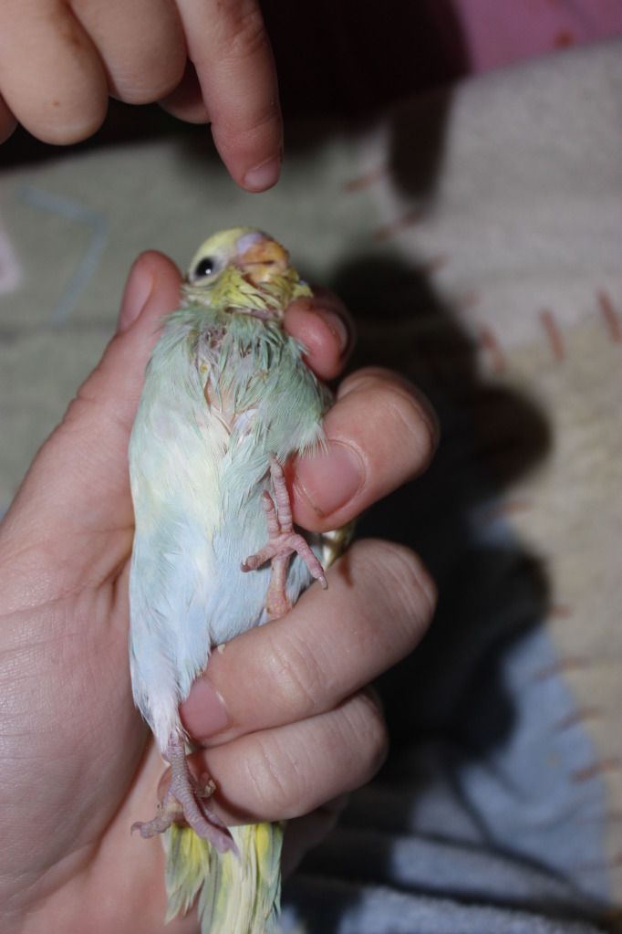 newestbabybudgies005.jpg