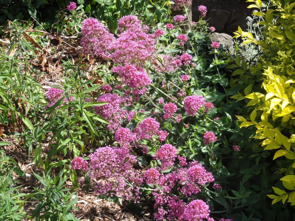 What Is This Flower Called? in General Gardening - Page 1 of 1