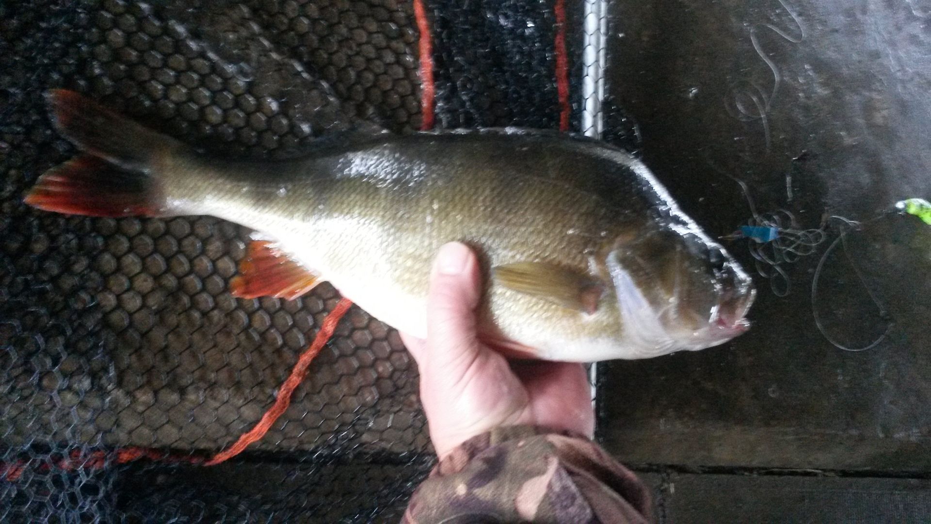 20151104_100335_zpsbkamhzf9.jpg