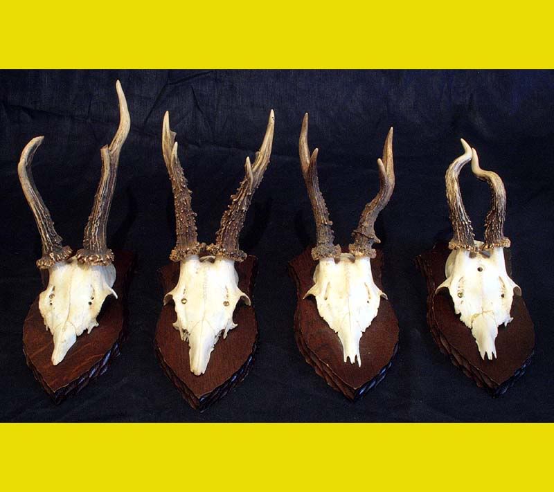 lote de 4 trofeos de caza mayor. cornamentas de Comprar Trofeos de Caza Antiguos en lote de 4 trofeos de caza mayor. cornamentas de Comprar Trofeos de Caza Antiguos en