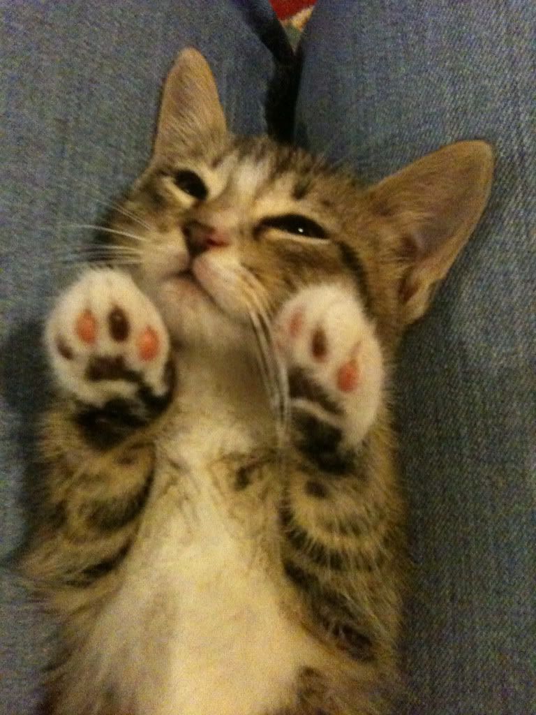 kitten_paws_by_jillybean345-d3ezlfv.jpg