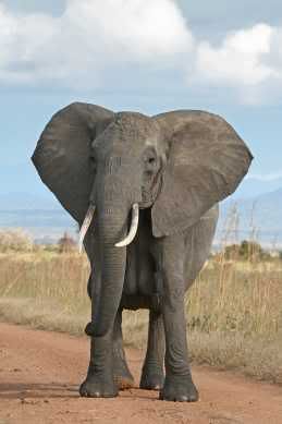 African_Bush_ElephantSmall.jpg