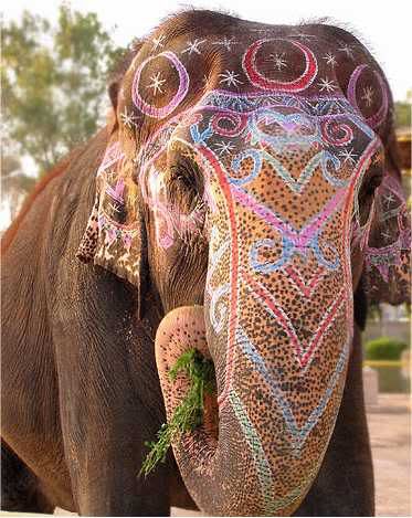 ElephantMakeup.jpg