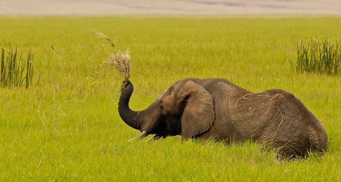 elephant_grazing.jpg