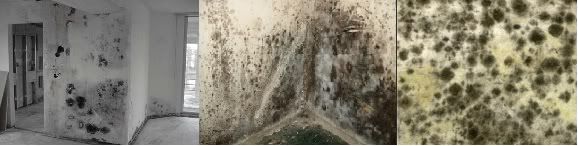 Matthews Mold Removal - Homestead Business Directory
