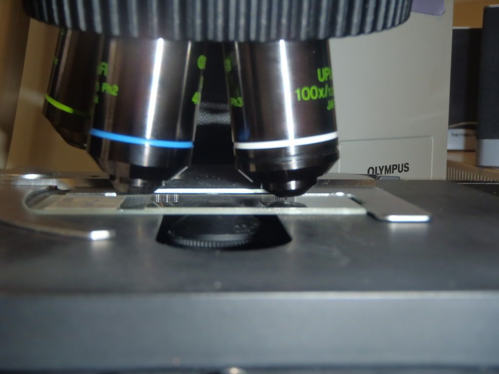 Oil Immersion with the 100X Objective