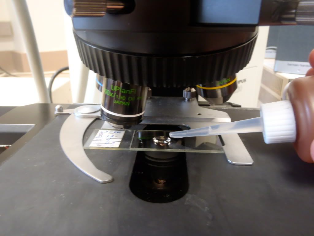 Oil Immersion with the 100X Objective