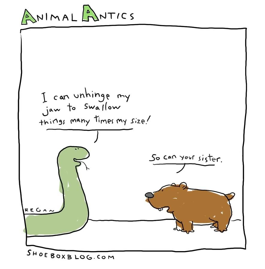 animal-antics4.jpg