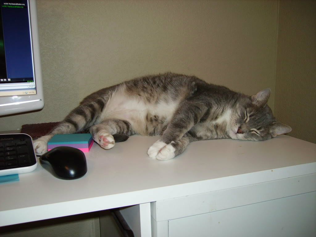 Weird cat - Countryside Families