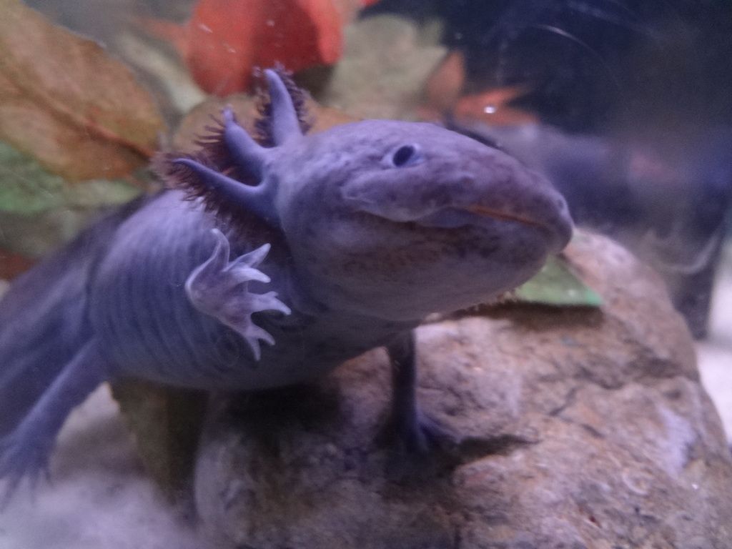 Axolotls! Betta Fish and Betta Fish Care