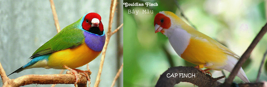 CAP Finch: Bán chim Finch - Bảy Màu, Manh Manh (mới), Star Finch, Long Cơ, Sắc Nhật..