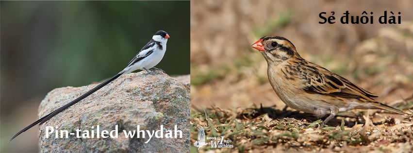CAP Finch: Bán chim Finch - Bảy Màu, Manh Manh (mới), Star Finch, Long Cơ, Sắc Nhật..