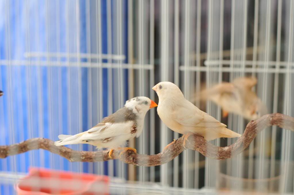 CAP Finch: Bán chim Finch - Bảy Màu, Manh Manh (mới), Star Finch, Long Cơ, Sắc Nhật.. - 5