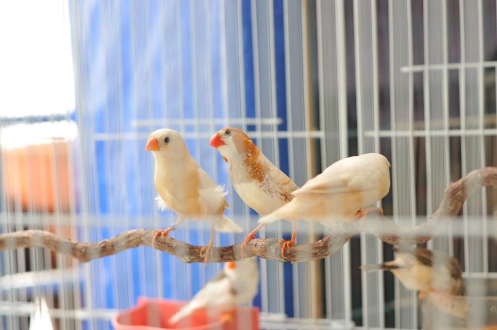 CAP Finch: Bán chim Finch - Bảy Màu, Manh Manh (mới), Star Finch, Long Cơ, Sắc Nhật.. - 4