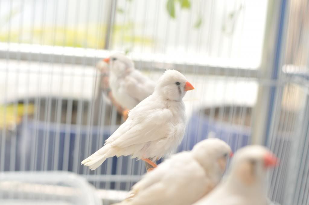 CAP Finch: Bán chim Finch - Bảy Màu, Manh Manh (mới), Star Finch, Long Cơ, Sắc Nhật.. - 2