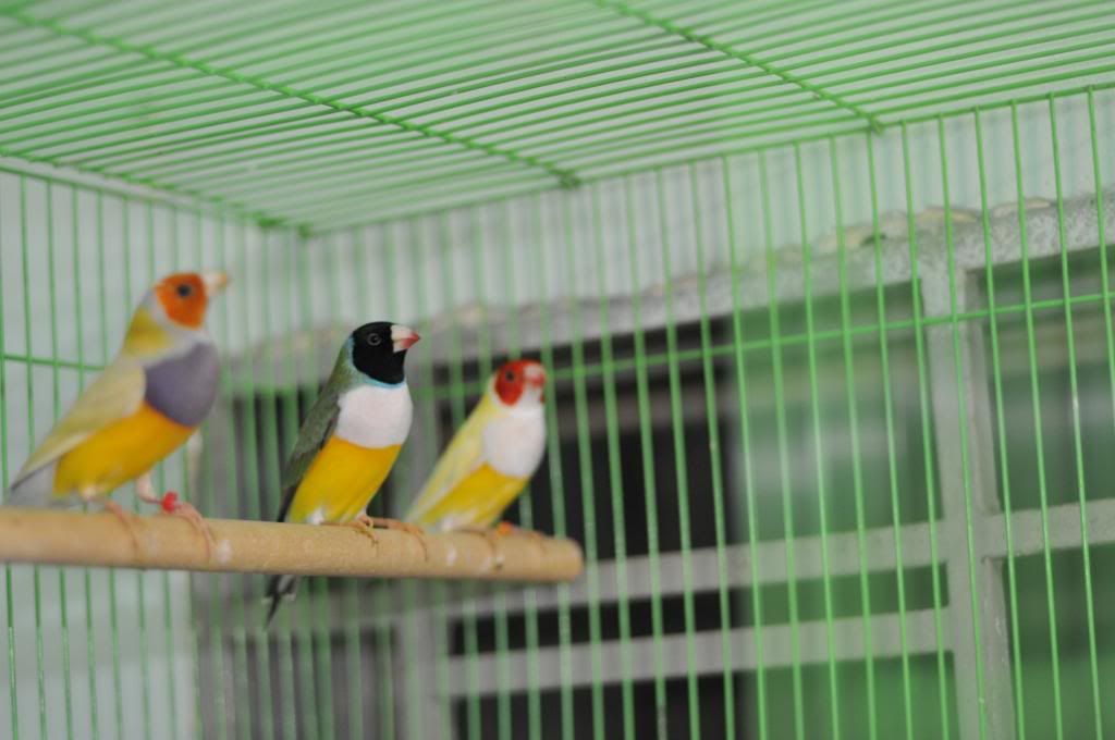 CAP Finch: Bán chim Finch - Bảy Màu, Manh Manh (mới), Star Finch, Long Cơ, Sắc Nhật..