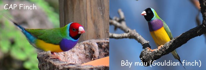 CAP Finch: Bán chim Finch - Bảy Màu, Manh Manh (mới), Star Finch, Long Cơ, Sắc Nhật.. - 2