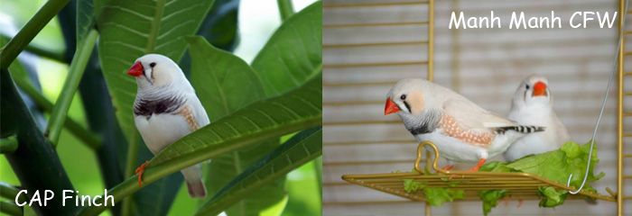 CAP Finch: Bán chim Finch - Bảy Màu, Manh Manh (mới), Star Finch, Long Cơ, Sắc Nhật.. - 5