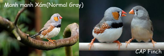 CAP Finch: Bán chim Finch - Bảy Màu, Manh Manh (mới), Star Finch, Long Cơ, Sắc Nhật.. - 6