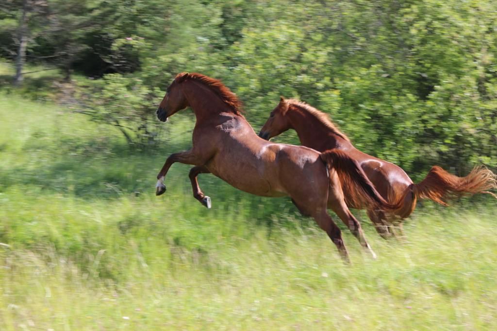 ihhopslaumlppjuni2014197_zps67eae556.jpg