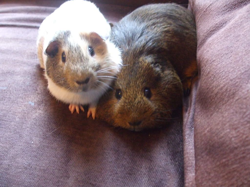 newpiggies013.jpg