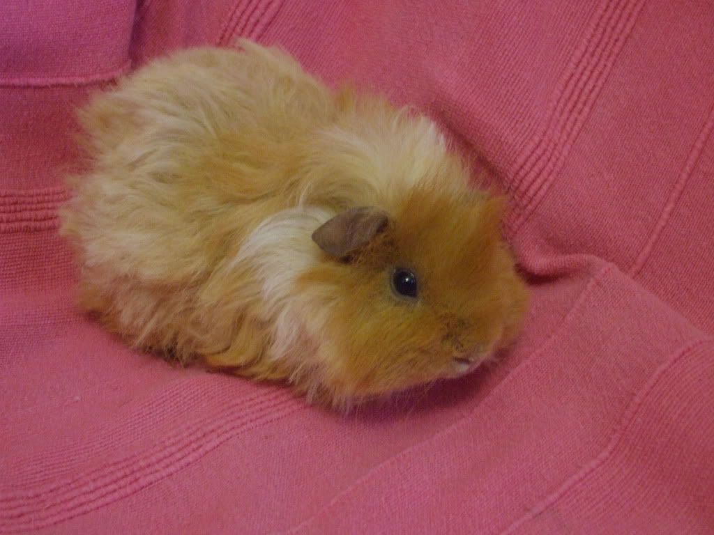 pigsandemma014.jpg