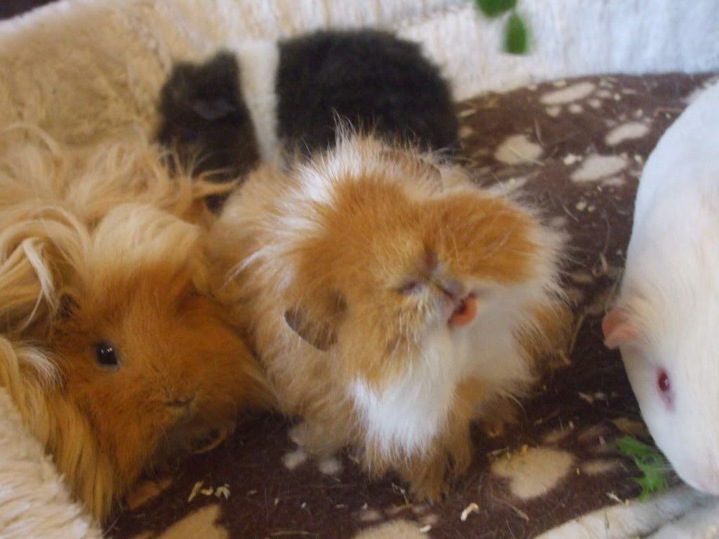 rallydrivingandpiggies009.jpg