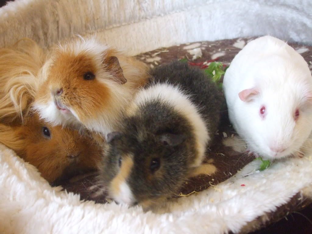 rallydrivingandpiggies017.jpg
