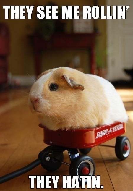rollin.jpg