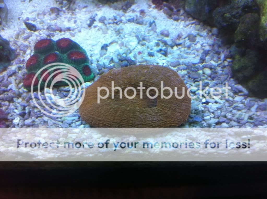 Nano Build - Reed639's 20 Gallon High Reef Tank! | REEF2REEF Saltwater ...