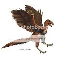 Archaeopteryx's Avatar